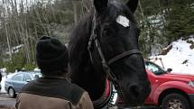 Chladnokrevné koně se snaží Správa NP a CHKO Šumava opět vrátit na Šumavu. Jedním z nich je Čert, který našel nový domov v Borových Ladech.