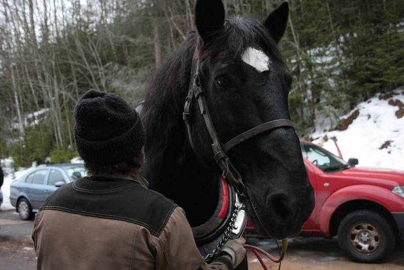 Chladnokrevné koně se snaží Správa NP a CHKO Šumava opět vrátit na Šumavu. Jedním z nich je Čert, který našel nový domov v Borových Ladech.