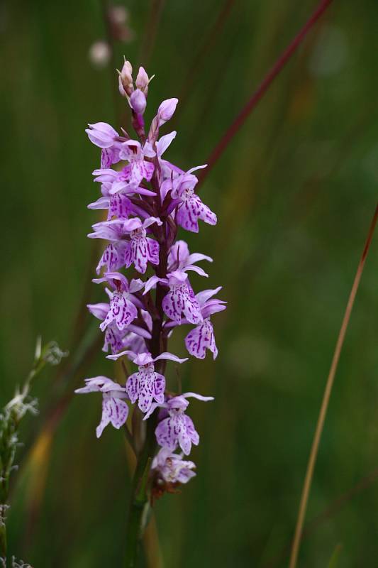 Na rašeliništích rostou i orchideje.