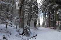 Vstup do lesů na Lenorsku je nebezpečný. Správci Národního parku Šumava proto vydali zákaz. Musejí odklidit vichřicí popadané stromy.