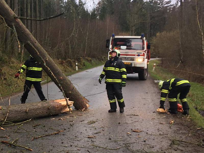 Spadlé stromy u obce Ločenice na Českobudějovicku.