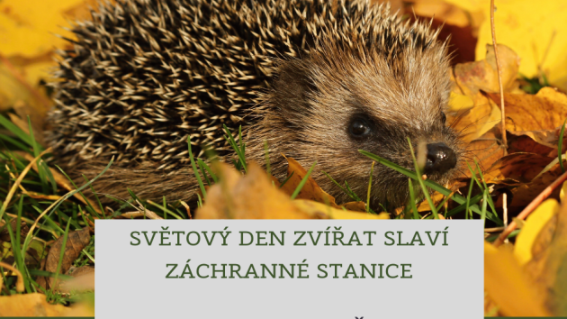 Záchranné stanice jsou letos zaplaveny příjmem ježků