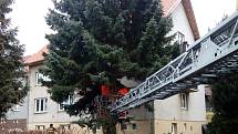 Ve středu dopoledne pokáceli prachatičtí profesionální hasiči rozdvojený smrk mezi bytovkami v ulici Na Sadech. Strom rostl v těsné blízkosti jedné z bytovek.