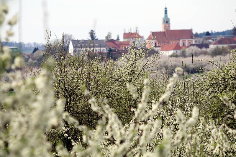 Rozkvetlé Lhenice těchto dní.