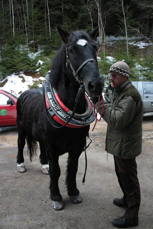 Chladnokrevné koně se snaží Správa NP a CHKO Šumava opět vrátit na Šumavu. Jedním z nich je Čert, který našel nový domov v Borových Ladech.