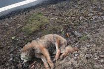 Po srážce s autem u Blažejovic vlk uhynul.