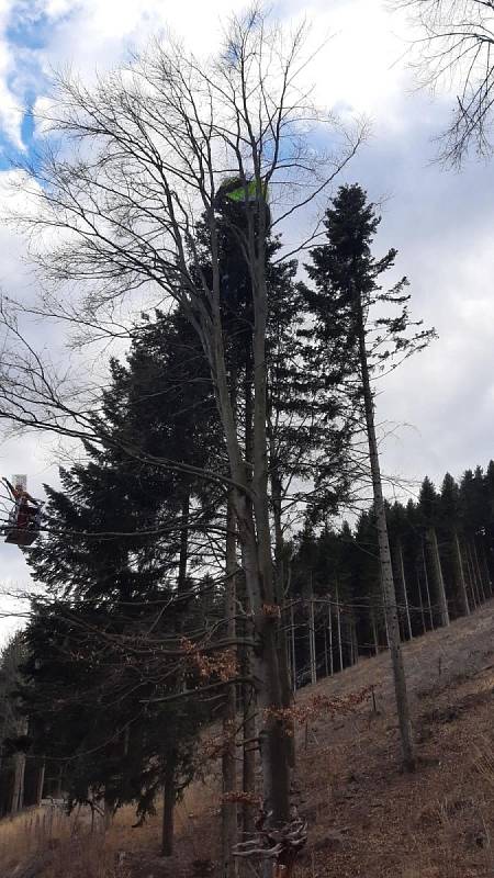 Paraglidista nešťastně "přistál" na stromě.