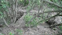 Pozemek Magdy Troubilové nedaleko jankova proměnili kopáči vltavínů v měsíční krajinu nebezpečnou jim samotným a hlavně lidem z okolí.