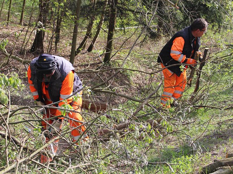 Pracovníci Správy a údržby silnic Prachatice uklízejí na silnici z Prachatic na Vitějovice popadané větve po páteční sněhové kalamitě.