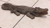 Sádrový krokodýl odchycený ve Vimperku čeká na svého majitele na služebně městských strážníků.