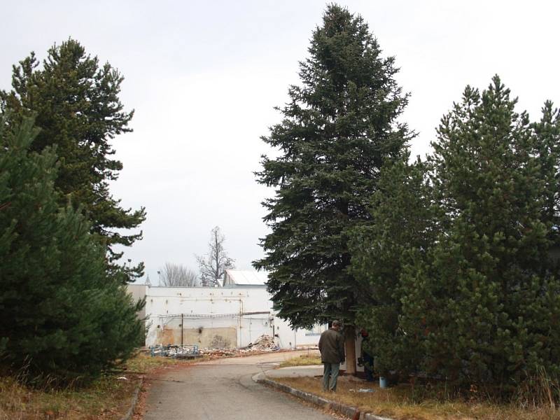 Za vánoční strom pro Prachatice byl letos vybrán stříbrný smrk v areálu bývalého závodu Madeta.