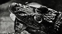 Krokodýl Venda, který žil léta v prachatické kotelně, byl nakonec Vendula a odstěhoval se k chovateli a majiteli krokodýlího zoo v Protivíně.