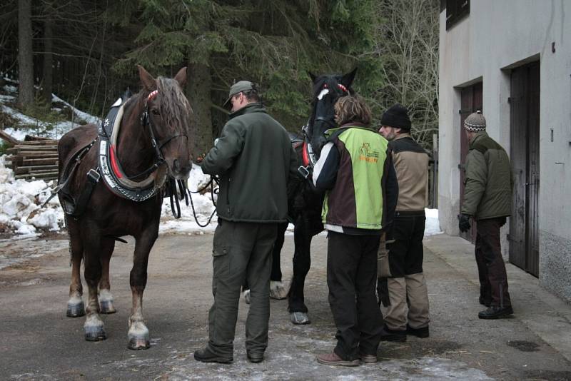 Chladnokrevné koně se snaží Správa NP a CHKO Šumava opět vrátit na Šumavu.