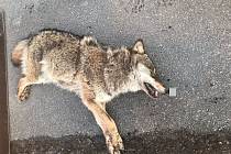 U Strážného na Prachaticku srazilo auto vlka. Zvíře střet bohužel nepřežilo.