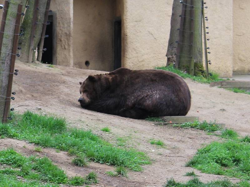 V berounském medvědáriu uhynul ve středu ráno Vojta. Zůstali už jen dva medvědi.