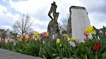 Barevná paleta tulipánů u Pomníku padlým na Husově náměstí v Berouně.