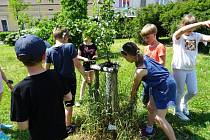 Děti ze školní družiny Základní školy Beroun - Závodí pečují o „Lidickou hrušeň“.