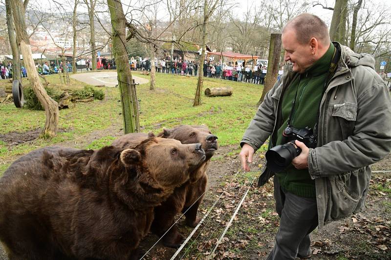 Z oslavy dvacátých narozenin medvědů Kuby a Matěje v areálu medvědária na Městské hoře v Berouně.