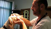 Lékař z veterinární kliniky kontroluje zdravotní stav feny anglického setra Elišky