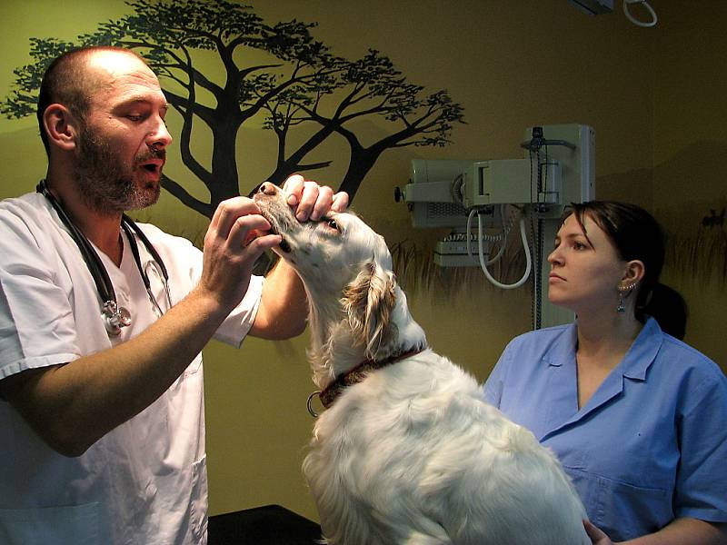 Lékař z veterinární kliniky kontroluje zdravotní stav feny anglického setra Elišky