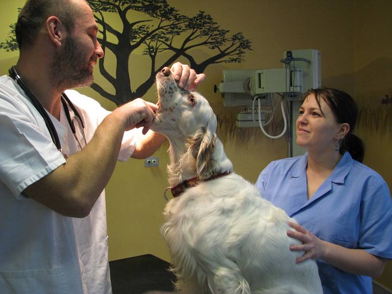 Lékař z veterinární kliniky kontroluje zdravotní stav feny anglického setra Elišky