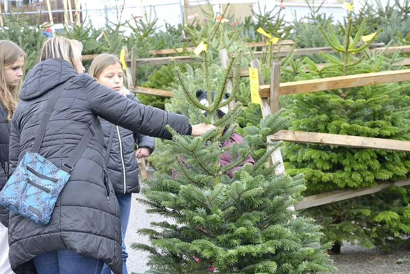 Prodej vánočních stromů v berounské ulici Obchodní