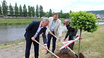 Představitelé Berouna vysadili v parku u řeky Berounky nový strom.  Na počest patnáctého výročí uzavření partnerské smlouvy o spolupráci mezi Berounem a polským Brzegem, zde nyní roste dub bahenní.