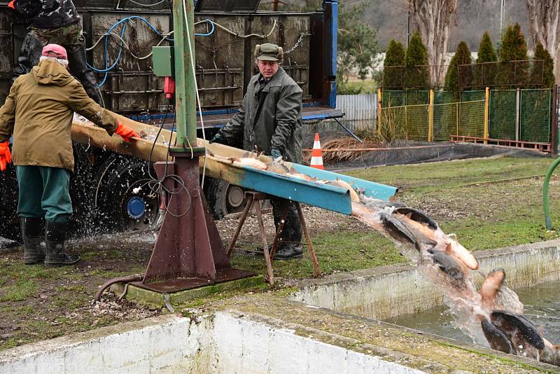 Z přípravy sádek v králodvorských Popovicích na vánoční prodej ryb.