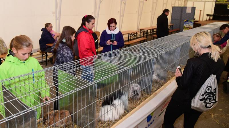 Speciální výstava zakrslých králíků v Králově Dvoře. 