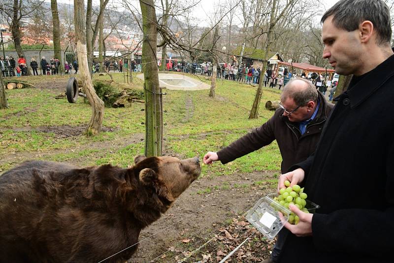 Z oslavy dvacátých narozenin medvědů Kuby a Matěje v areálu medvědária na Městské hoře v Berouně.