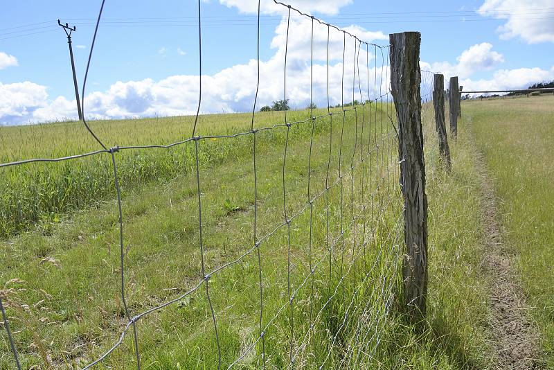 Místo na farmě nedaleko Hýskova, kde došlo k napadení pštrosího samce psem.