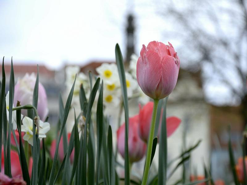 Barevná paleta tulipánů u Pomníku padlým na Husově náměstí v Berouně.