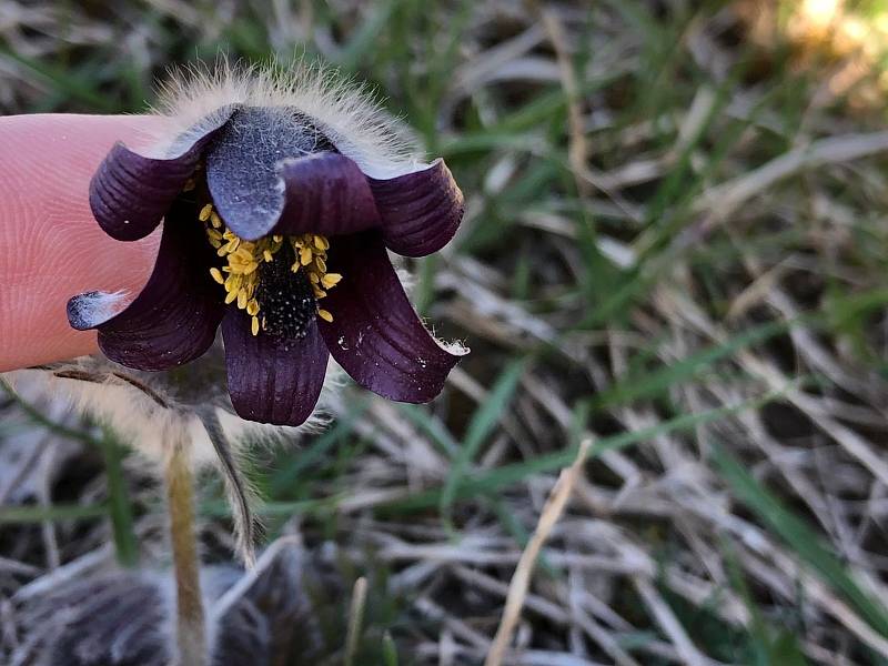 Koniklec luční český (Pulsatilla pratensis subsp. bohemica).