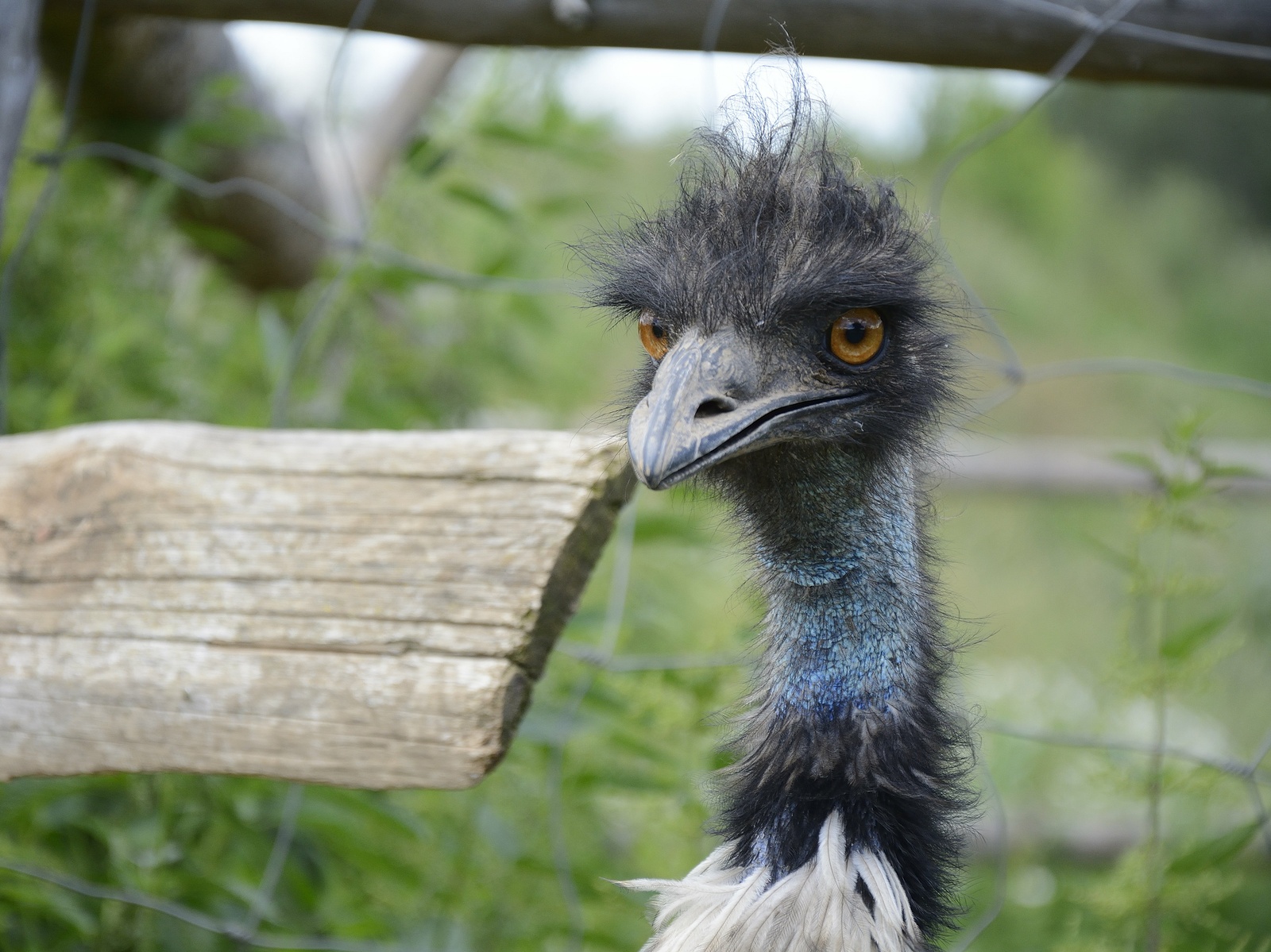Na farmě u Hýskova pes usmrtil pštrosa emu. Napadený pták vykrvácel z hrdla  - Berounský deník