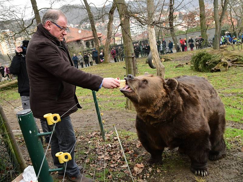 Z oslavy dvacátých narozenin medvědů Kuby a Matěje v areálu medvědária na Městské hoře v Berouně.