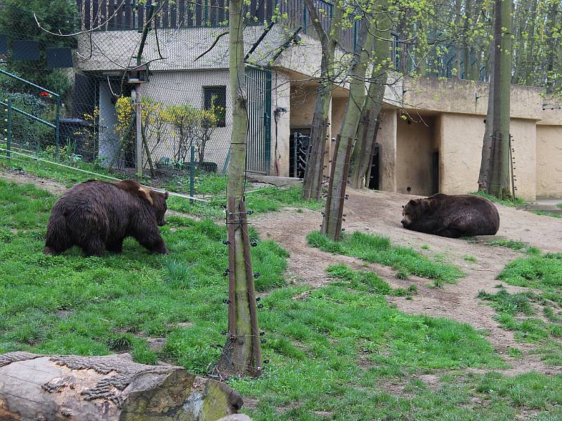 V berounském medvědáriu uhynul ve středu ráno Vojta. Zůstali už jen dva medvědi.