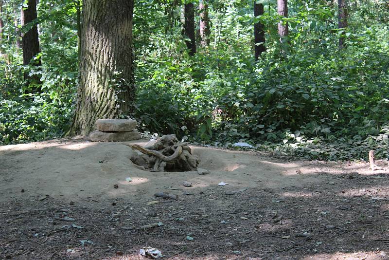 Lesopark Dražovka na okraji Hořovic se zřejmě dočká úprav, vzniknout by tady měly lavičky či herní prvky pro děti.