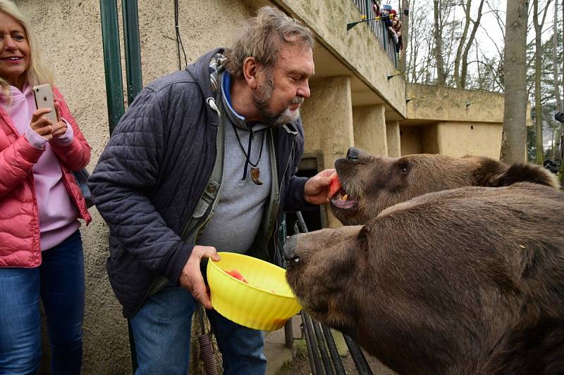 Z oslavy dvacátých narozenin medvědů Kuby a Matěje v areálu medvědária na Městské hoře v Berouně.