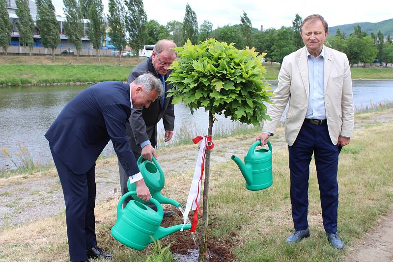 Představitelé Berouna vysadili v parku u řeky Berounky nový strom.  Na počest patnáctého výročí uzavření partnerské smlouvy o spolupráci mezi Berounem a polským Brzegem, zde nyní roste dub bahenní.