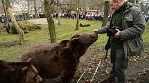 Z oslavy dvacátých narozenin medvědů Kuby a Matěje v areálu medvědária na Městské hoře v Berouně.