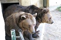 Medvědí večerníčkové hvězdy ze seriálu Méďové už vyhlížejí jaro. 