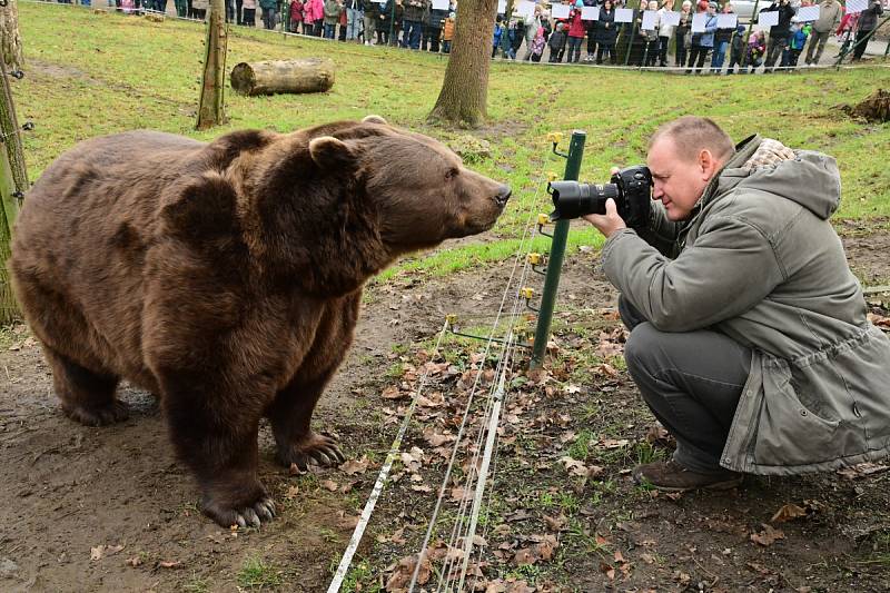 Z oslavy dvacátých narozenin medvědů Kuby a Matěje v areálu medvědária na Městské hoře v Berouně.