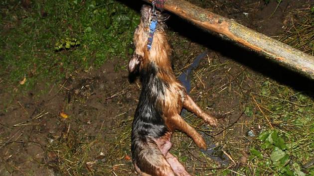 Pes uvázaný k dřevěné ohradě v Loděnicích. Život už mu nikdo nezachránil.