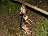 Pes uvázaný k dřevěné ohradě v Loděnicích. Život už mu nikdo nezachránil.