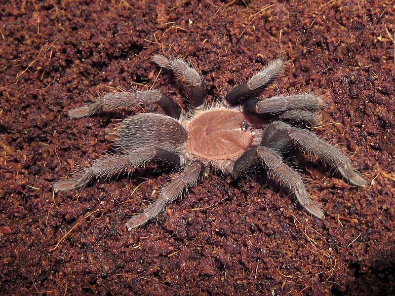 Tarantule číhala na bezbranou ženu