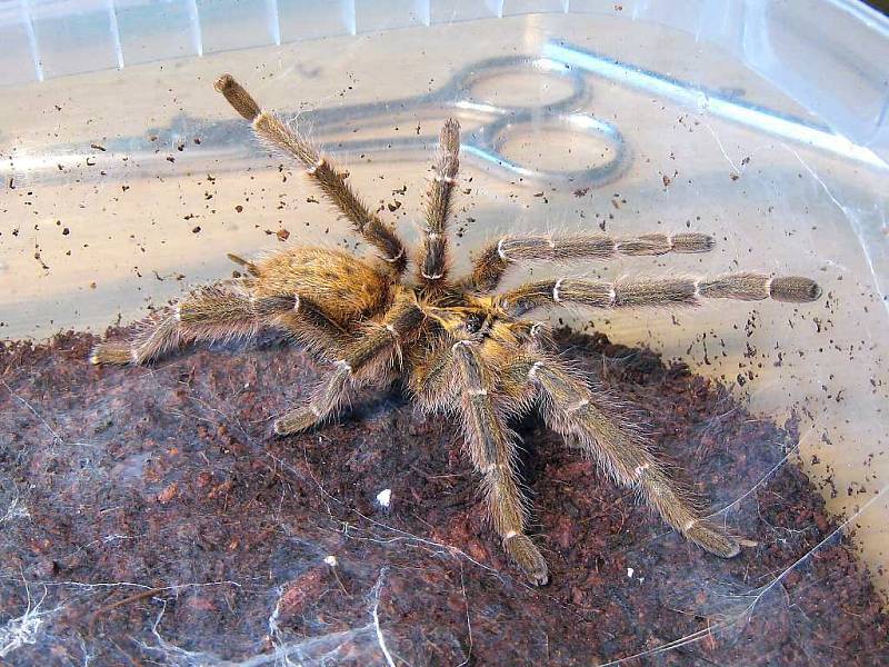 Tarantule číhala na bezbranou ženu