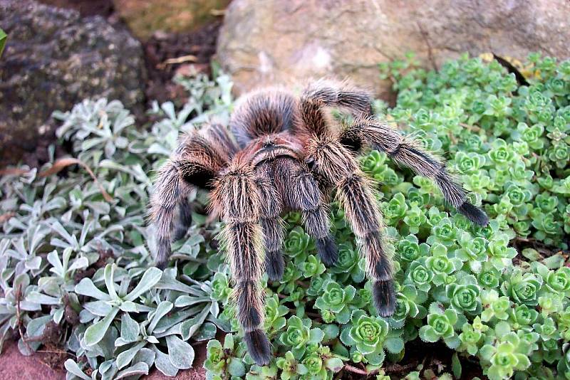 Tarantule číhala na bezbranou ženu