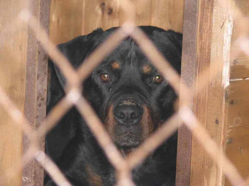 Mohutného psa nedokázala majitelka ohlídat, neustále běhal volně centrem Berouna