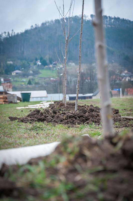 Sázení šedesáti nových ovocných stromků v Levandulovém údolí u Chodouně.