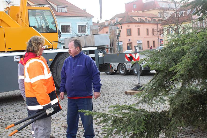 Centrum Berouna už zdobí nový vánoční strom. Letos je jím smrk z Vančurovy ulice.